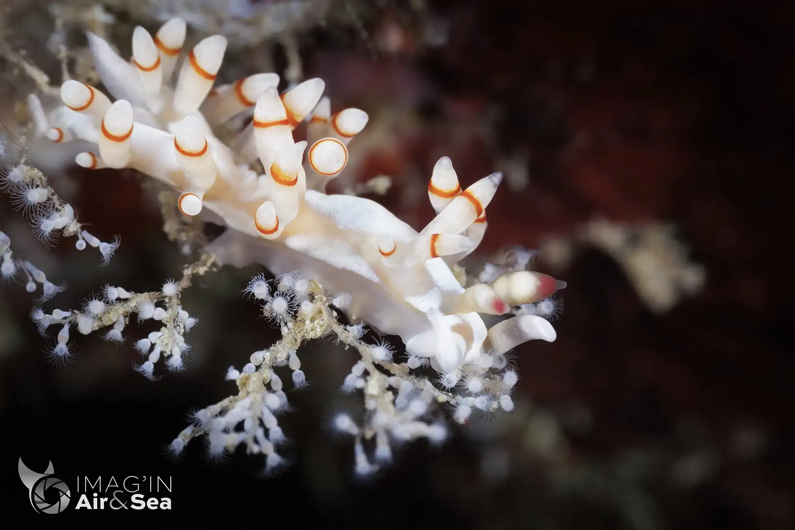 Nudibranche Samla sp. sur le récif au large de Tahiti iti.