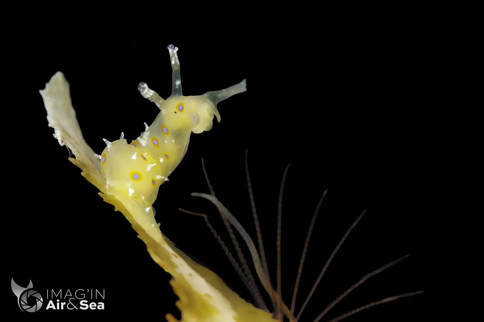 le Stylocheilus longicauda est un nudibranche pélagique qui vie dans les sargasses photographié à Tahiti.