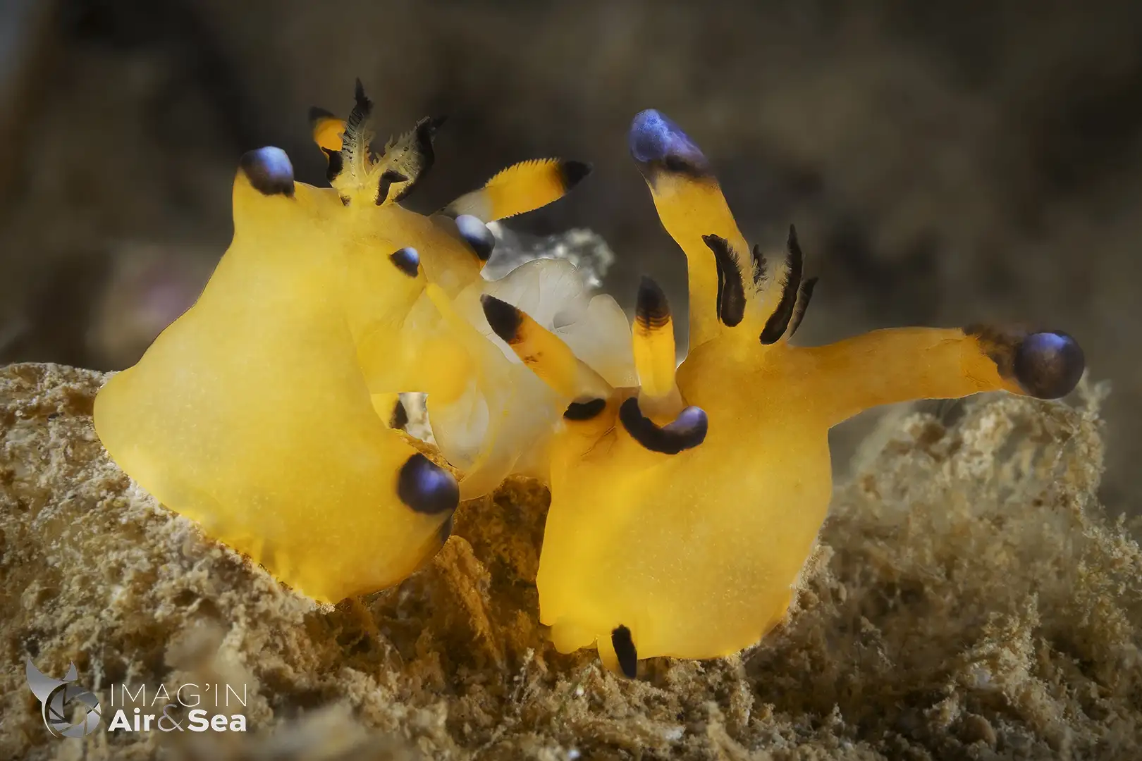 Accouplement de Thecacera Pacifica observé en Nouvelle-Calédonie