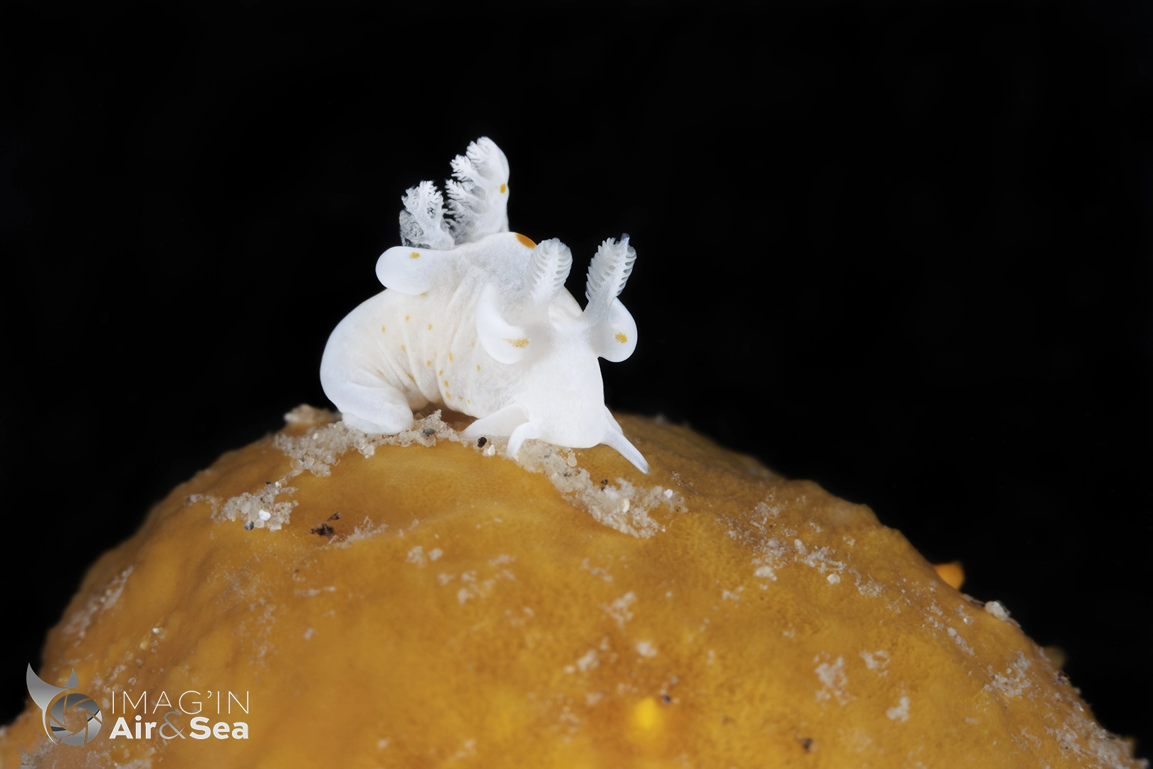 Trapania aureopunctatat de 1cm photographié dans la marina de Blairgowrie au sud de Melbourne.