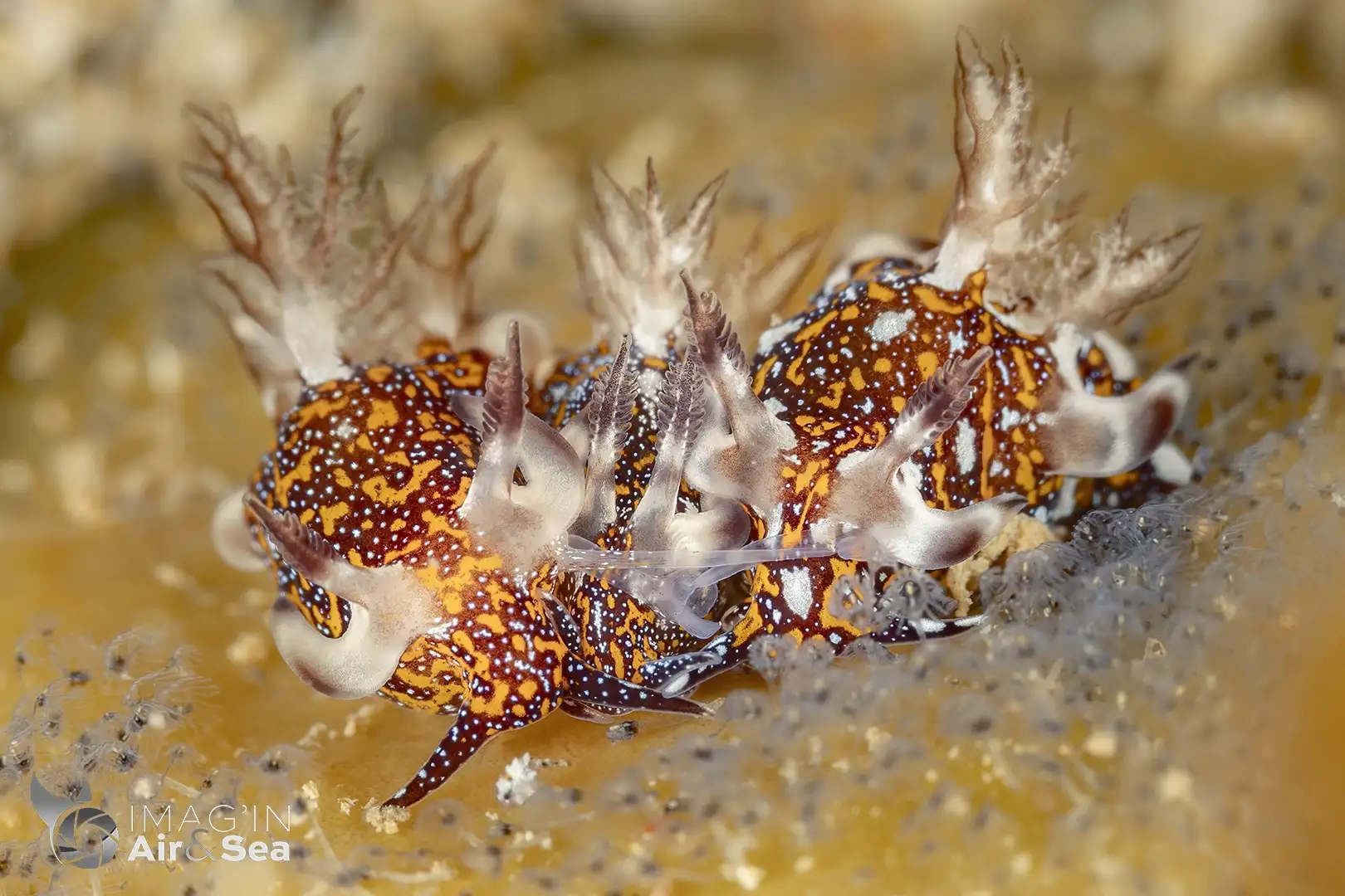 Accouplement de Trapania miltabrancha observé en Nouvelle-Calédonie
