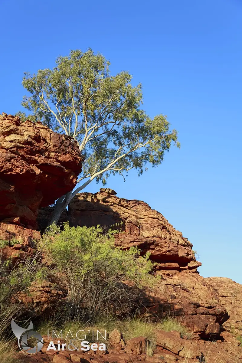 La végétation se fait une place au milieu de la roche dans le climat aride de Kings canyon