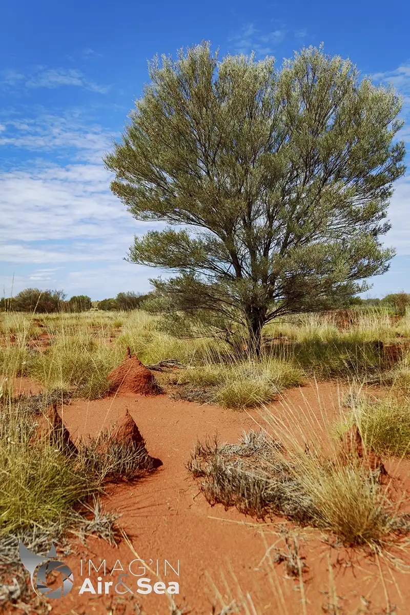 Petite Termitière au pied d'un arbre dans le désert du centre rouge