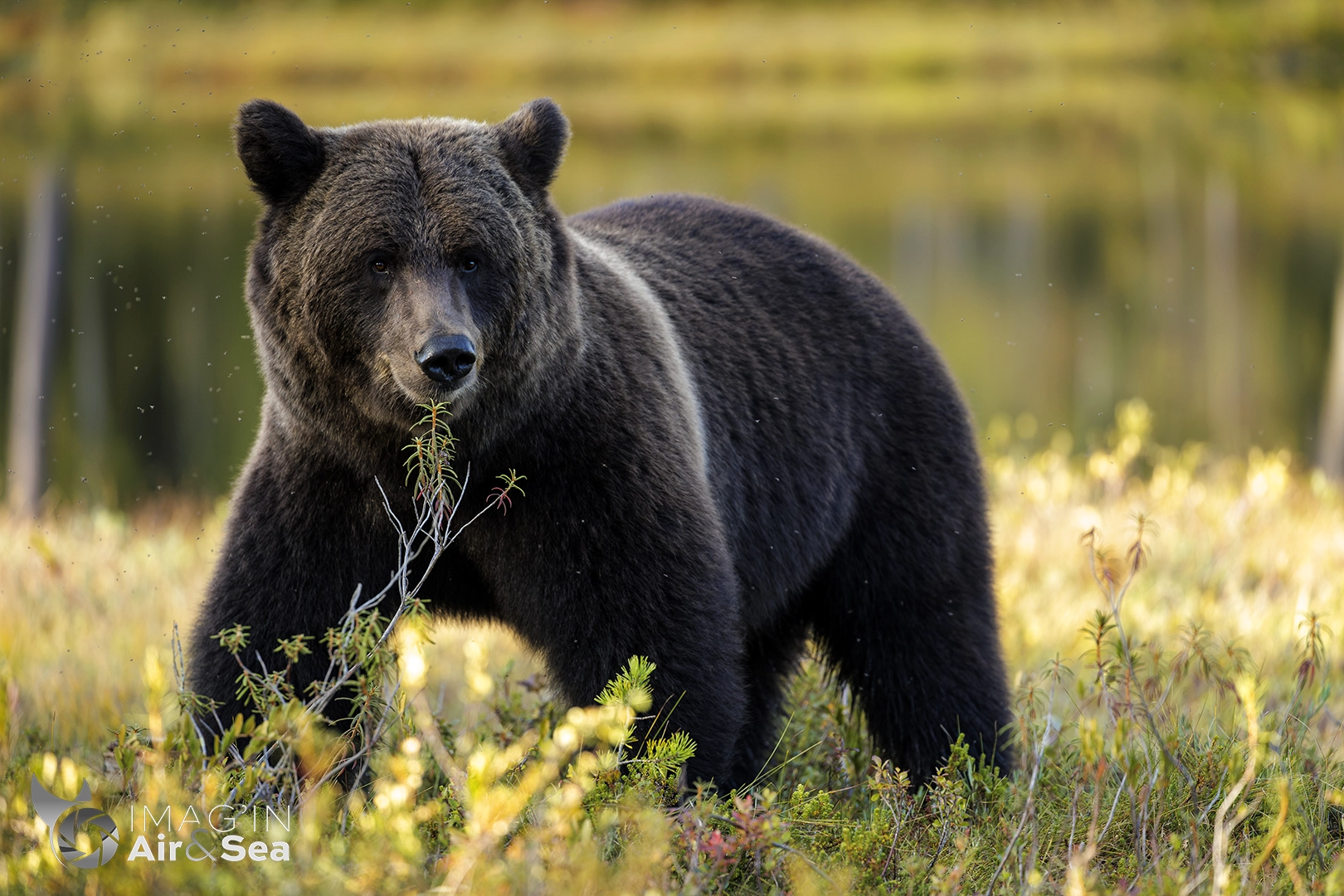 Photo d'un Ours brun (Ursus arctos) mâle au coeur d'une tourbière dans la taïga finlandaise. 