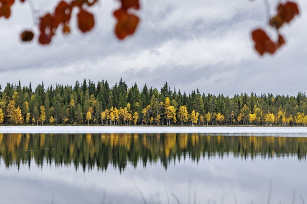 Paysage automnal du nord de la Finalande