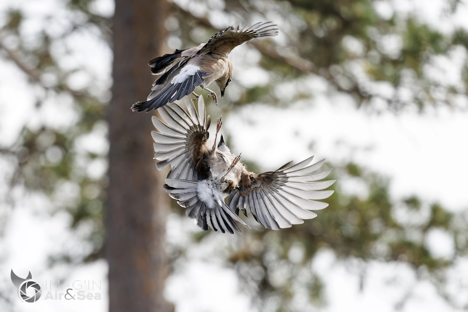 Photo montrant Deux geais des chênes (Garrulus glandarius) en train de se chamailler en plein vol en pleine nature dans le nord de la Finlande